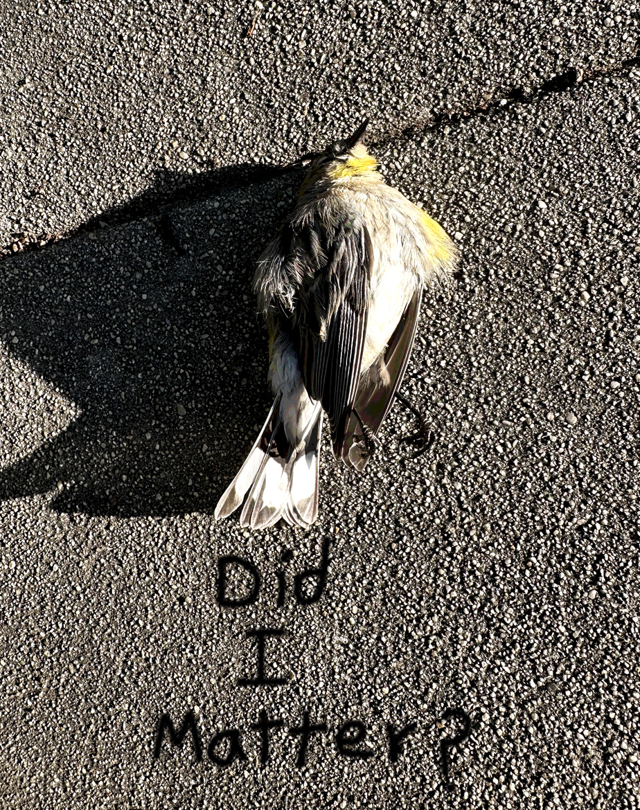 Sidewalk Chronicles 1